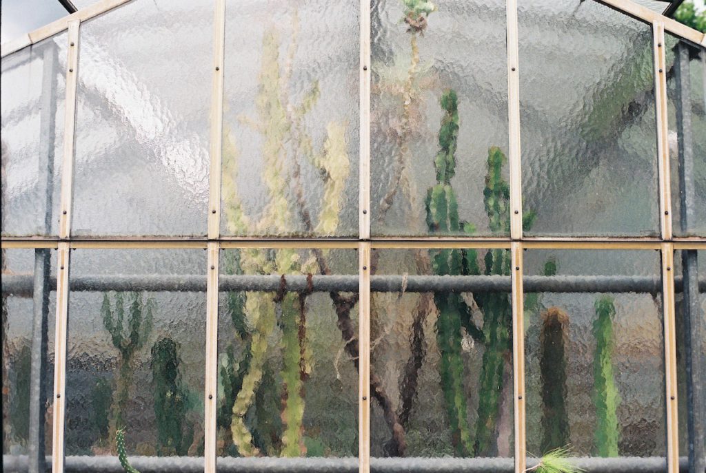 shelf-of-cacti-behind-frosted-glass