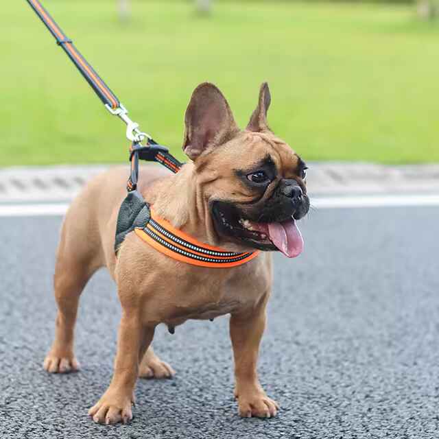 Bulldog Harness