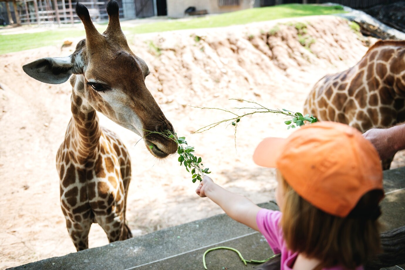 animal encounters in Miami