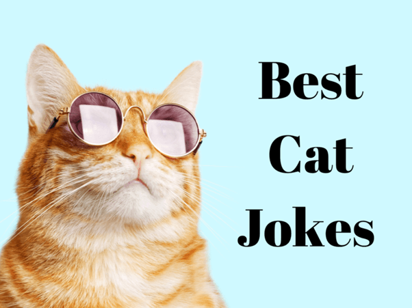 50 Memorable Cat Quotes, Jokes, and Puns