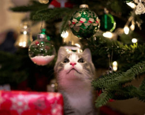 Merry Christmas Cat Puns