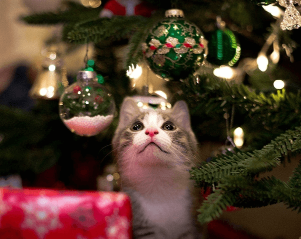 Merry Christmas Cat Puns