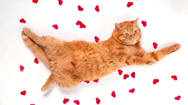 valentine cat pun
