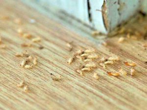 termite