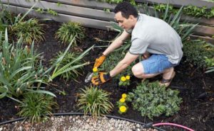 gardening